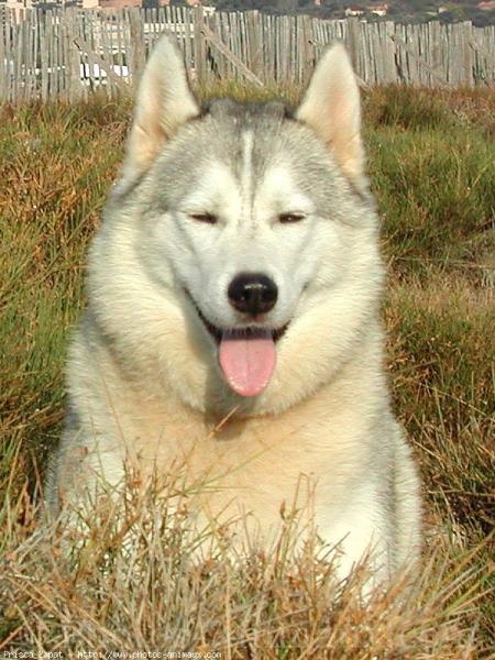 Le Husky sib&eacute;rien